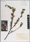 Foto von Salix kazbekensis A. K. Skvortsov
